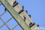 European Starling (Sturnus vulgaris)