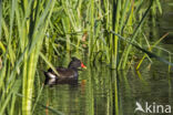 Waterhoen (Gallinula chloropus)