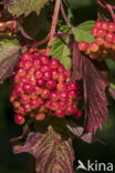 Gelderse roos (Viburnum opulus)