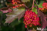 Gelderse roos (Viburnum opulus)