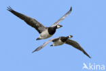 Barnacle Goose (Branta leucopsis)