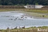 bird hide