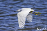 Kleine Zilverreiger (Egretta garzetta)