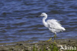 Kleine Zilverreiger (Egretta garzetta)