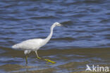 Kleine Zilverreiger (Egretta garzetta)