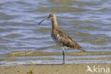 Eurasian Curlew (Numenius arquata)