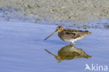 Common Snipe (Gallinago gallinago)