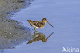 Watersnip (Gallinago gallinago)