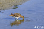 Watersnip (Gallinago gallinago)