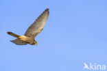 Common Kestrel (Falco tinnunculus)