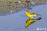 Yellow wagtail (Motacilla flava flava)