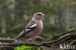 Chaffinch (Fringilla coelebs)