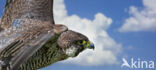 Peregrine Falcon (Falco peregrinus)