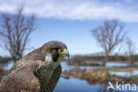 Peregrine Falcon (Falco peregrinus)