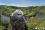 Black Kite (Milvus migrans)