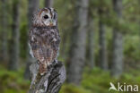 Tawny Owl (Strix aluco)