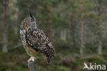 Eurasian Eagle-Owl (Bubo bubo)