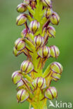 Man Orchid (Aceras anthropophorum)