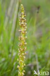 Poppenorchis (Aceras anthropophorum)