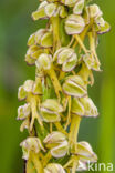 Man Orchid (Aceras anthropophorum)