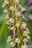 Man Orchid (Aceras anthropophorum)