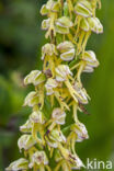 Poppenorchis (Aceras anthropophorum)