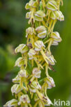 Man Orchid (Aceras anthropophorum)