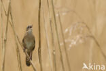 Savi s Warbler (Locustella luscinioides)