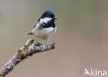 Zwarte Mees (Parus ater)