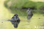 Huismus (Passer domesticus)