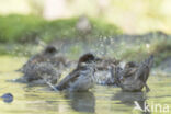 House Sparrow (Passer domesticus)