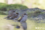 House Sparrow (Passer domesticus)