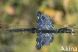 IJsvogel (Alcedo atthis)