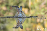 Kingfisher (Alcedo atthis)