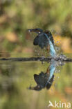 Kingfisher (Alcedo atthis)