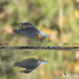 IJsvogel (Alcedo atthis)