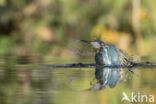 Kingfisher (Alcedo atthis)