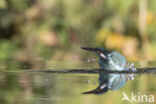 Kingfisher (Alcedo atthis)