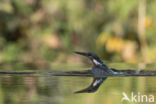 Kingfisher (Alcedo atthis)