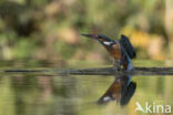 Kingfisher (Alcedo atthis)