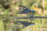 Kingfisher (Alcedo atthis)