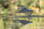 IJsvogel (Alcedo atthis)