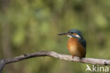 IJsvogel (Alcedo atthis)