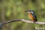 Kingfisher (Alcedo atthis)