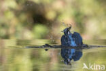 Kingfisher (Alcedo atthis)