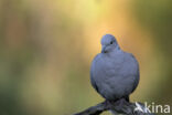 Collared Turtle Dove (Streptopelia decaocto)