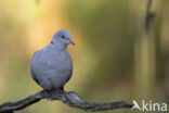 Collared Turtle Dove (Streptopelia decaocto)