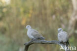 Turkse Tortel (Streptopelia decaocto)