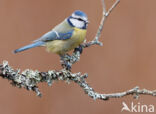 Blue Tit (Parus caeruleus)