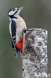 Great Spotted Woodpecker (Dendrocopos major)